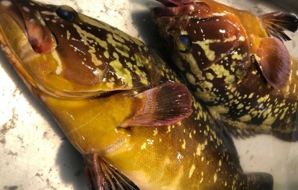 Dusky grouper