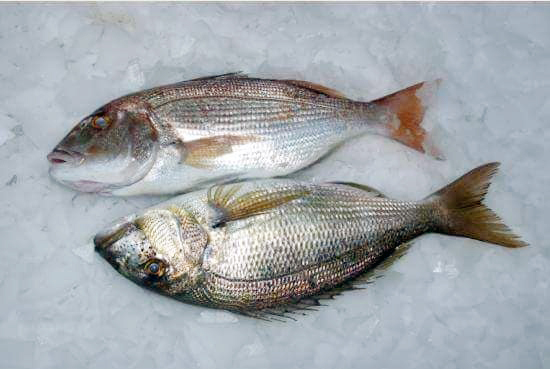 Common Dentex
