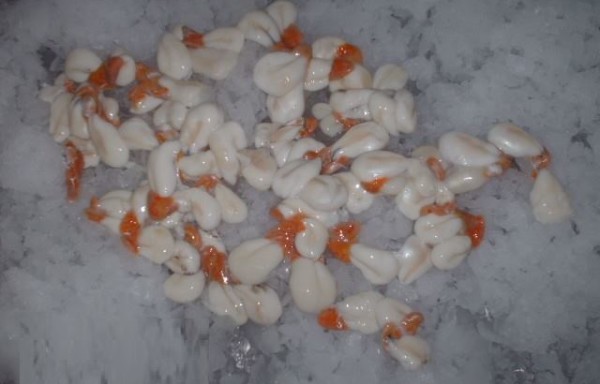 Cuttlefish Roes