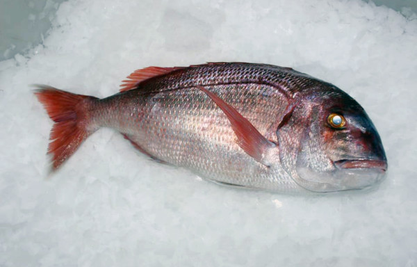 Common Seabream