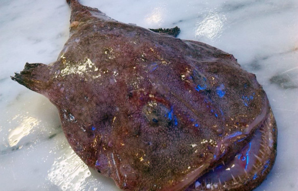 Anglerfish