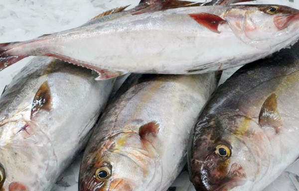 Amberjack