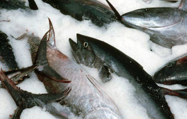 Bluefin Tuna