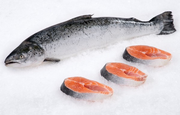 Salmon