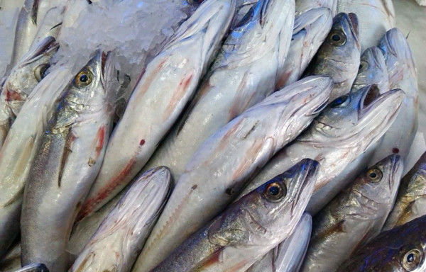 Hake