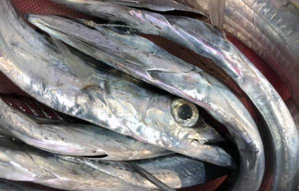Silver Scabbardfish