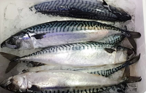 Mackerel