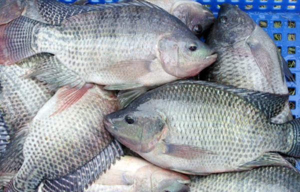 Tilapia