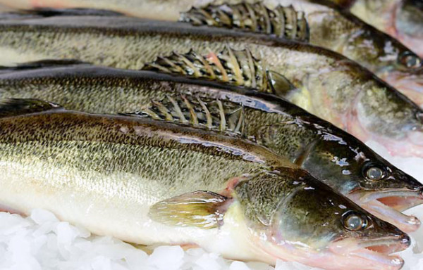 Pike-perch