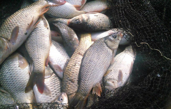 Common Carp