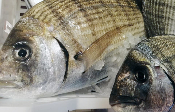 White Seabream