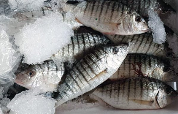 Striped seabream