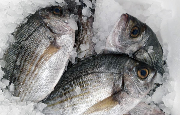 Black Seabream