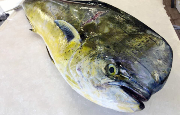 Dolphin Fish