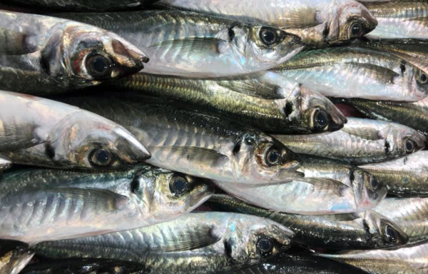 Horse Mackerel