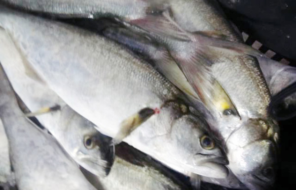 Bluefish