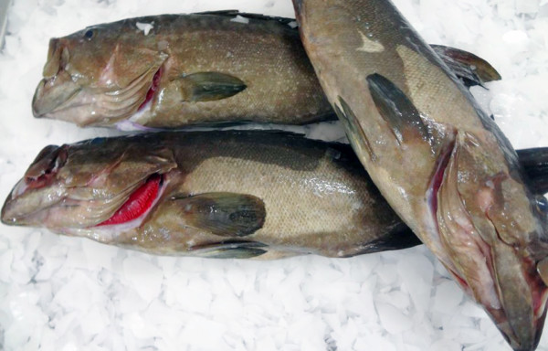 Grouper