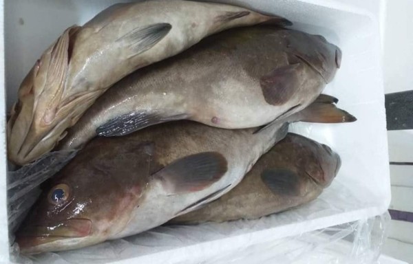 Abadeche grouper