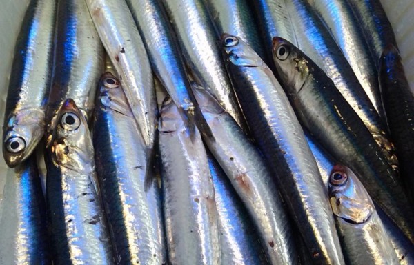 Anchovy