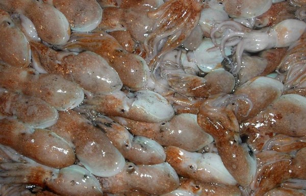Baby Octopus