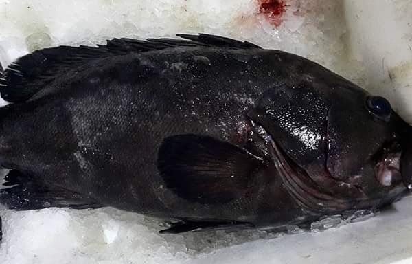 Black grouper