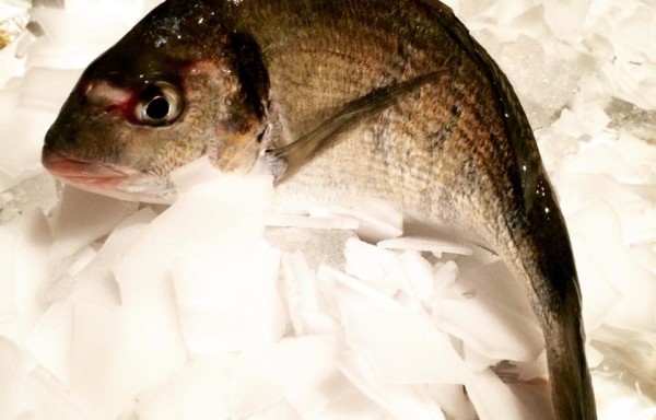 GILT HEAD BREAM