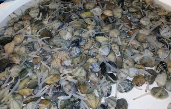 Clams