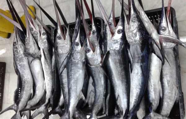 Swordfish