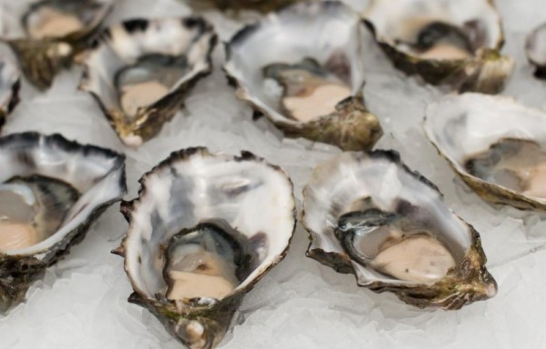 Oyster