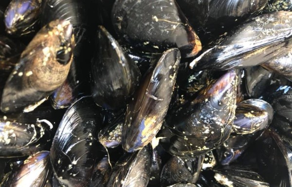 Mussel