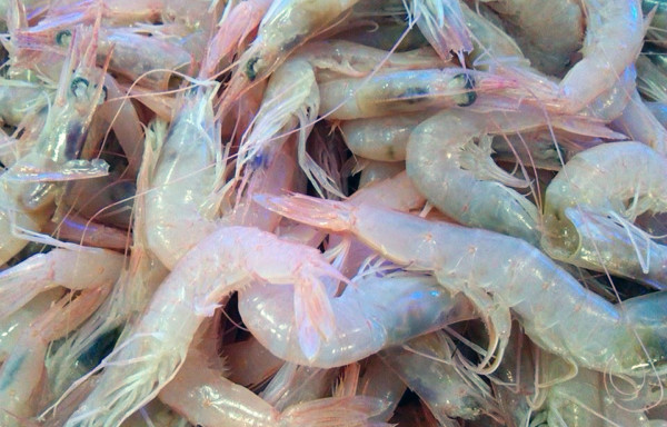 Pink Shrimps