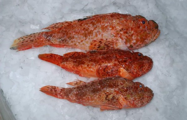 Scorpion Fish