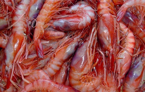 Red Shrimps