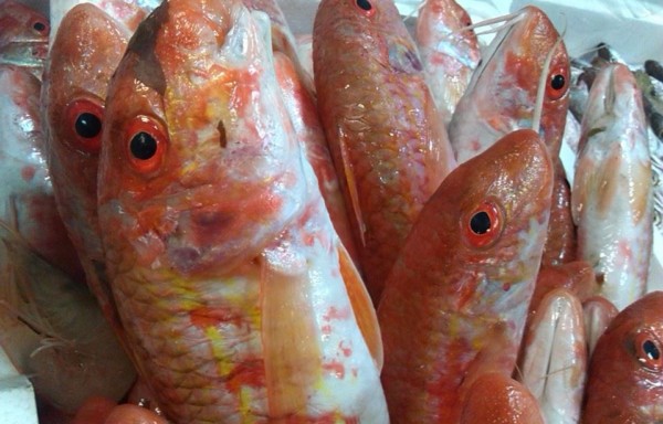 Red mullet