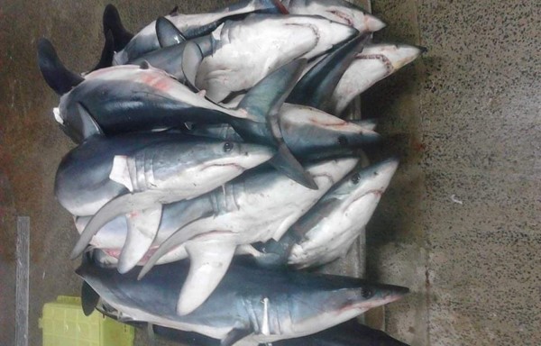 Shark