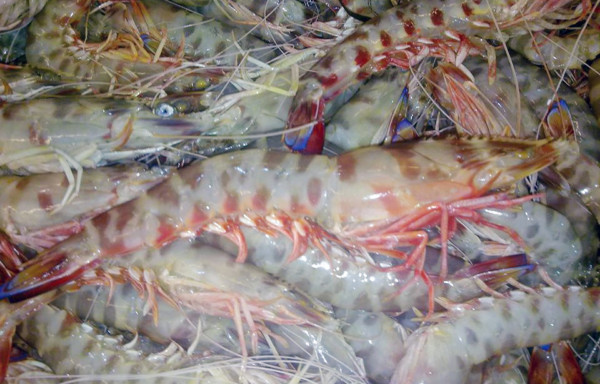Royal Shrimps