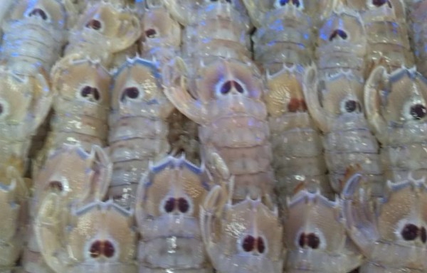 Squilla