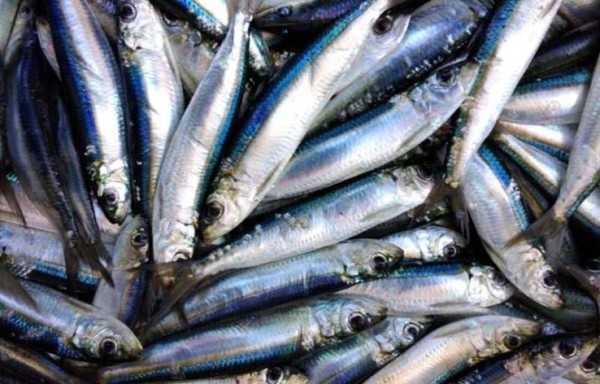 Sardine