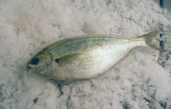 Salema