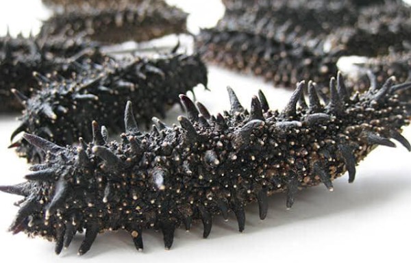 Sea Cucumber