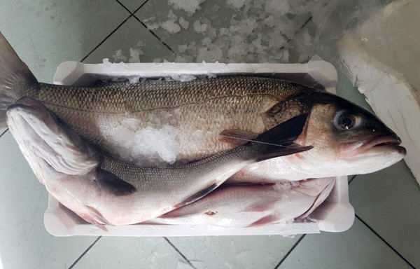 Sea Bass