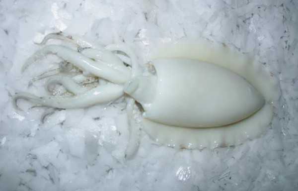Cuttlefish