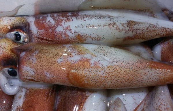 Squid