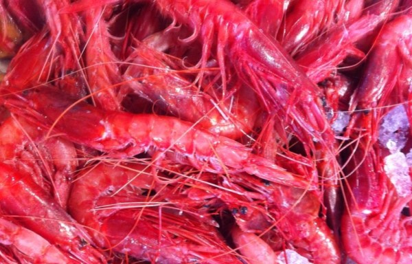 Violet Shrimps