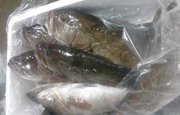 White grouper