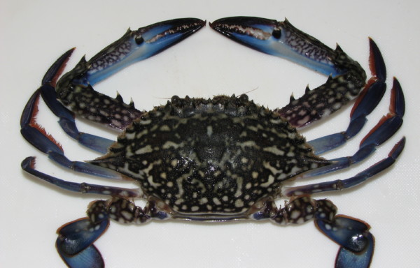 Blue Swimming Crab