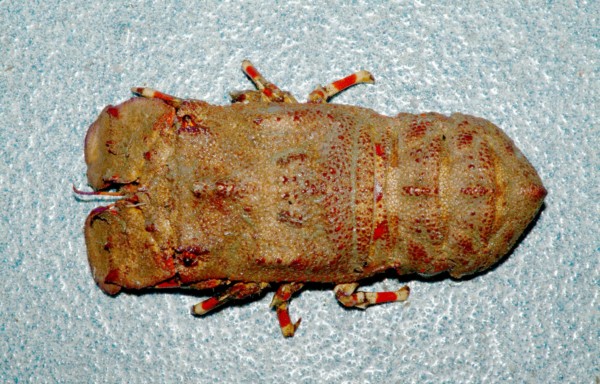Slipper Lobster