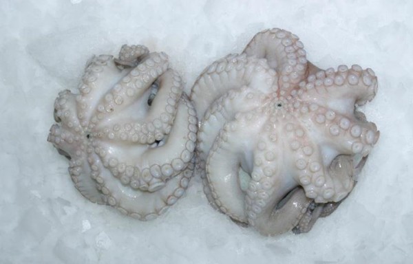 Octopus