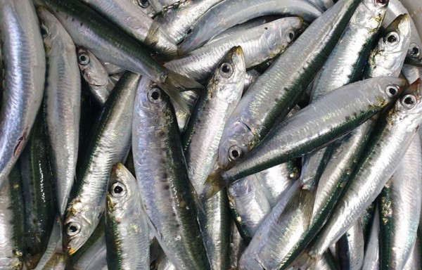Pilchard