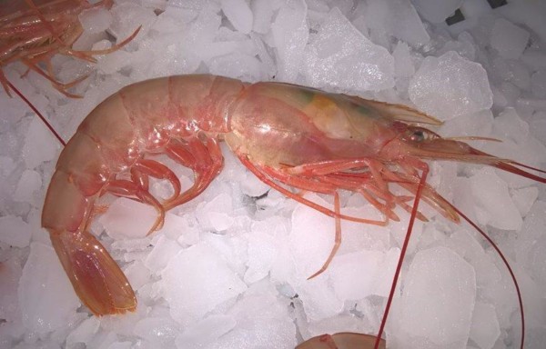 Shrimps Argentina
